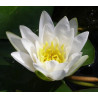 Nymphaea 'albatros'
