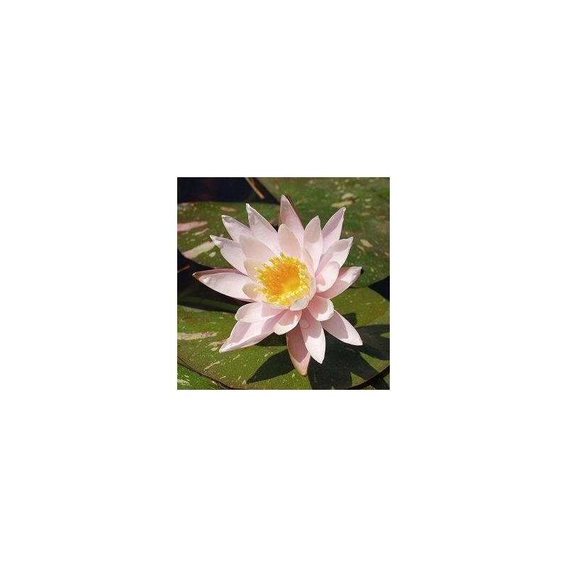 Nymphaea 'Arc En Ciel' (feuillage panaché)