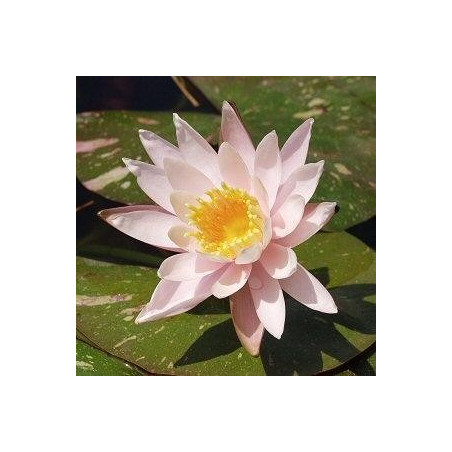 Nymphaea 'Arc En Ciel' (feuillage panaché)