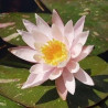 Nymphaea 'Arc En Ciel' (feuillage panaché)