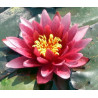 Nymphaea 'Atropurpurea''