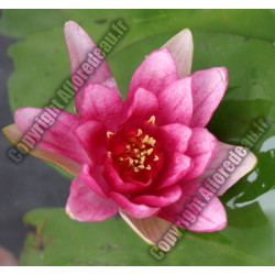 Nymphaea 'Attraction'