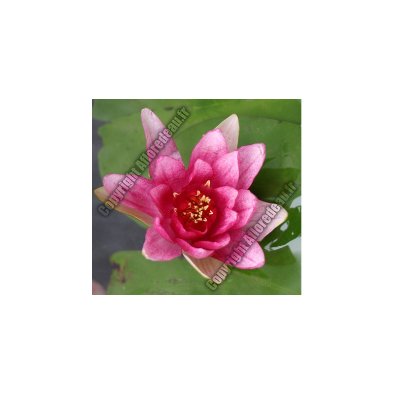 Nymphaea 'Attraction'