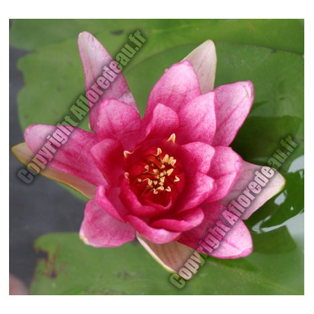 Nymphaea 'Attraction'