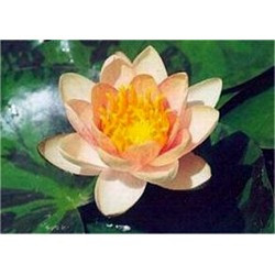 Nymphaea 'Aurora'