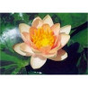 Nymphaea 'Aurora'