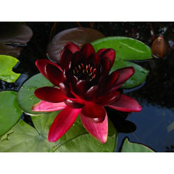 Nymphaea 'Black Princess'