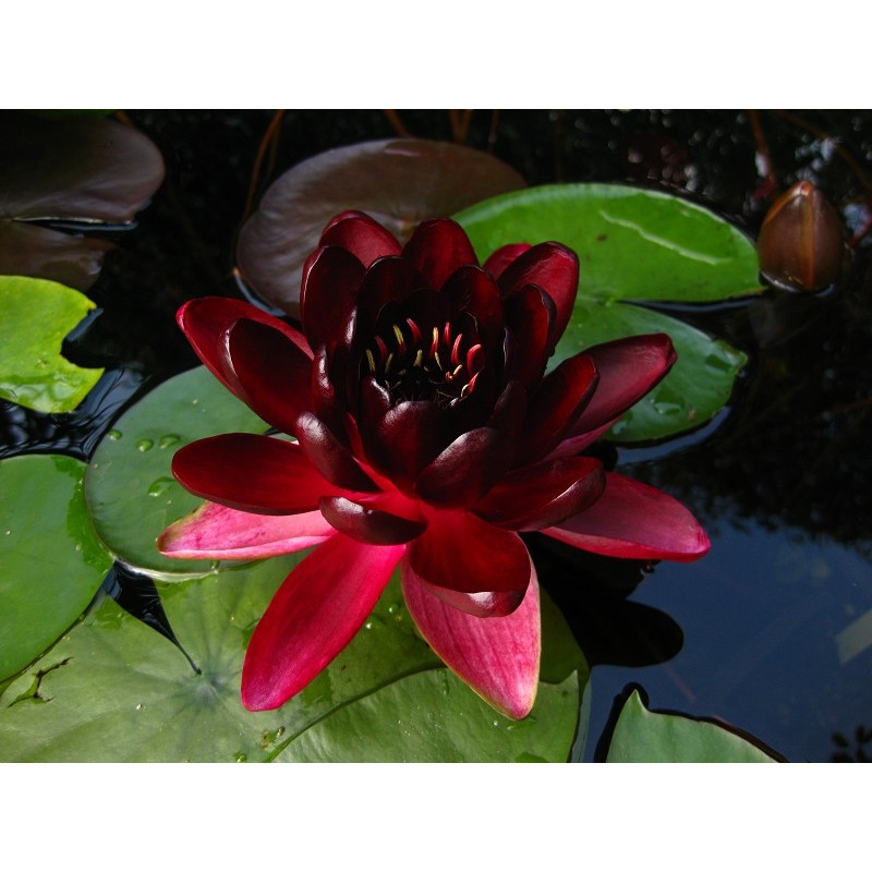 Nymphaea 'Black Princess'