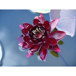 Nymphaea 'Black Princess'