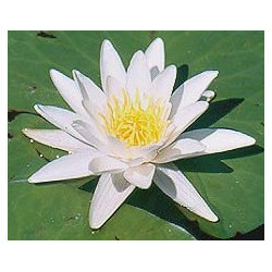 Nymphaea 'Candida' (nain)
