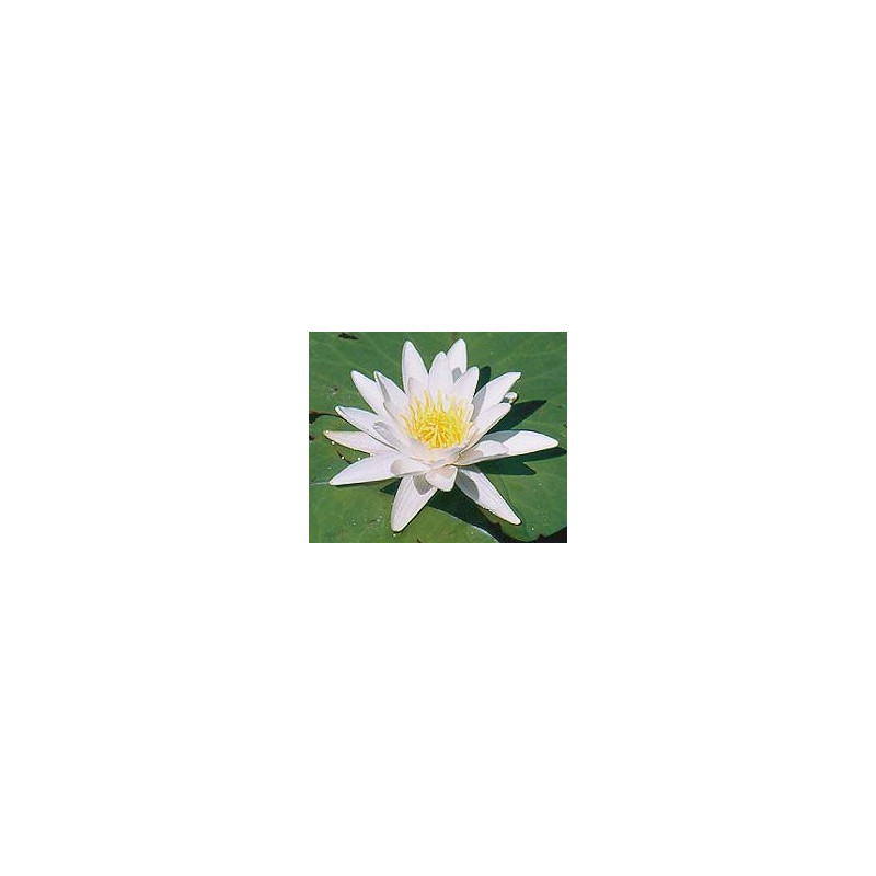 Nymphaea 'Candida' (nain)