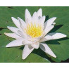 Nymphaea 'Candida' (nain)