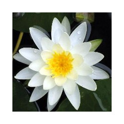 Nymphaea 'Caroliniana Nivea'