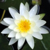 Nymphaea 'Caroliniana Nivea'