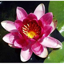 Nymphaea 'Charles De Meurville'