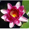 Nymphaea 'Charles De Meurville'