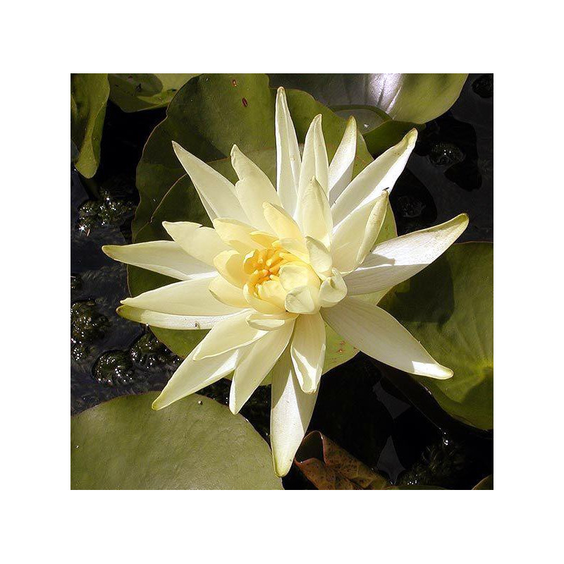 Nymphaea 'Colonel Welch'