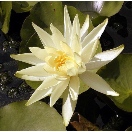 Nymphaea 'Colonel Welch'