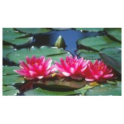 Nymphaea 'Conqueror'