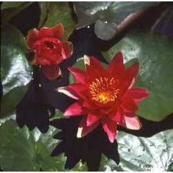 Nymphaea 'Escarboucle'