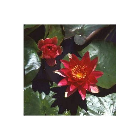 Nymphaea 'Escarboucle'