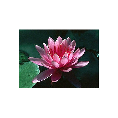 Nymphaea 'Firecrest'