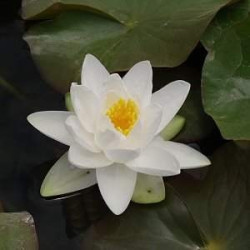 Nymphaea 'Gladstoniana'