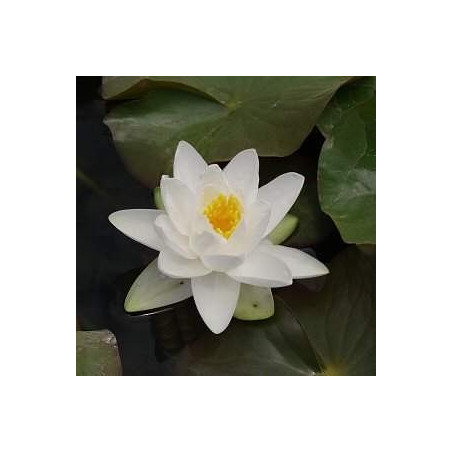 Nymphaea 'Gladstoniana'