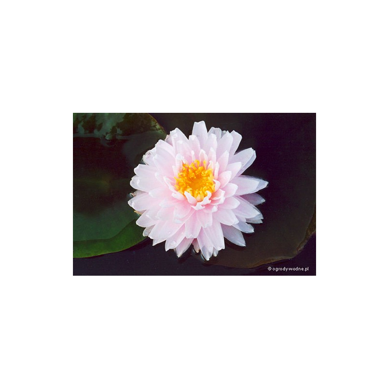 Nymphaea 'Gloire du Temple sur Lot'