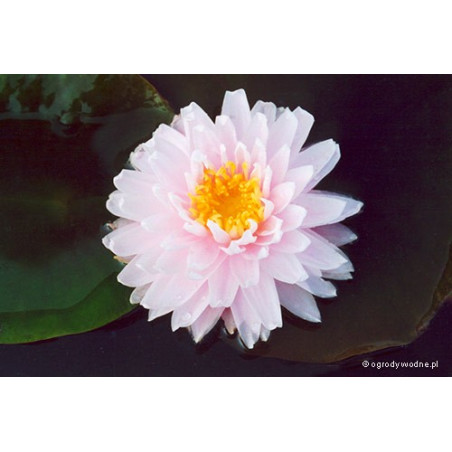 Nymphaea 'Gloire du Temple sur Lot'