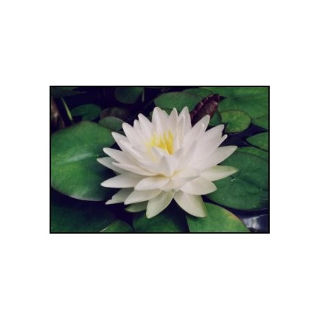 Nymphaea 'Gonnere'