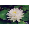 Nymphaea 'Gonnere'