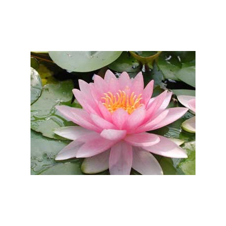 Nymphaea 'Hollandia'