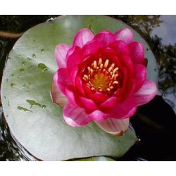 Nymphaea 'James Brydon'