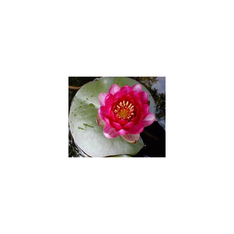 Nymphaea 'James Brydon'