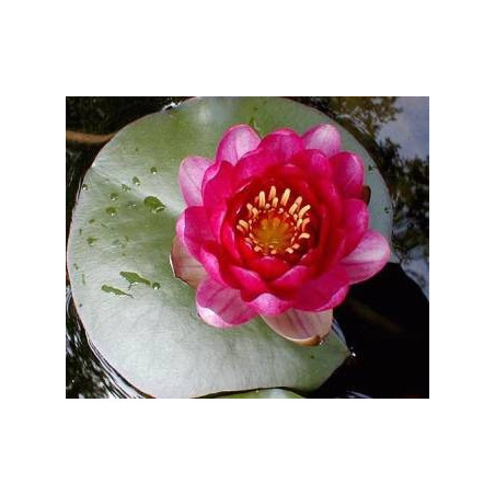 Nymphaea 'James Brydon'