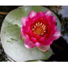 Nymphaea 'James Brydon'