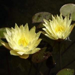 Nymphaea 'Joey Tomasik'