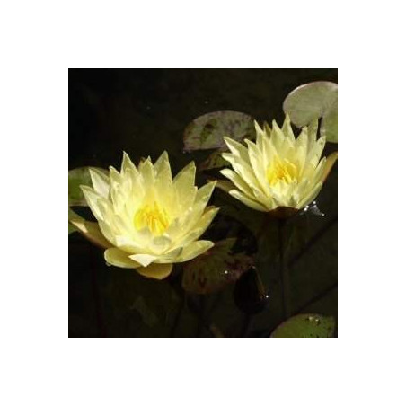 Nymphaea 'Joey Tomasik'