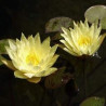 Nymphaea 'Joey Tomasik'