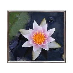Nymphaea 'Laedekeri Liliacea' (nain)