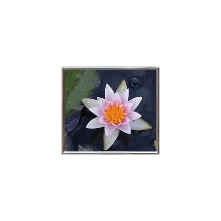 Nymphaea 'Laedekeri Liliacea' (nain)