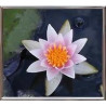 Nymphaea 'Laedekeri Liliacea' (nain)