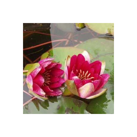 Nymphaea 'Laydekeri Fulgens'