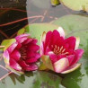 Nymphaea 'Laydekeri Fulgens'