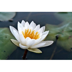 Nymphaea 'Marliacea Albida'