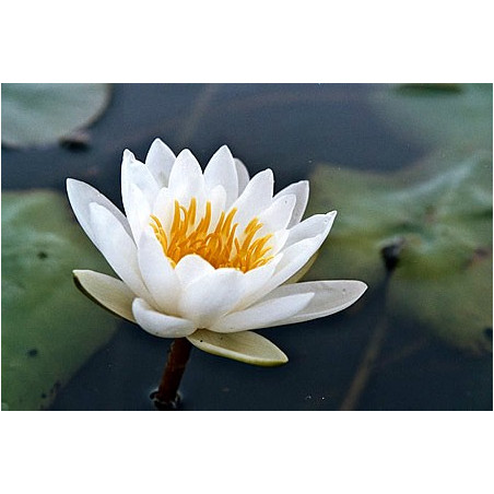 Nymphaea 'Marliacea Albida'