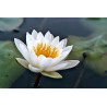 Nymphaea 'Marliacea Albida'