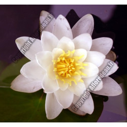 Nymphaea 'Marliacea Carnea'