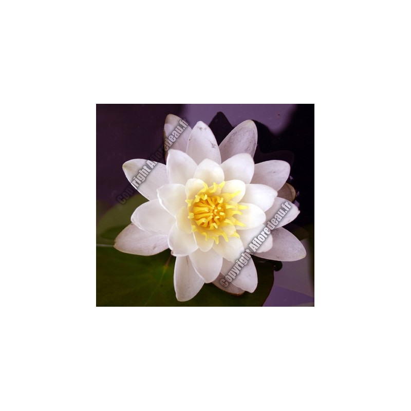 Nymphaea 'Marliacea Carnea'